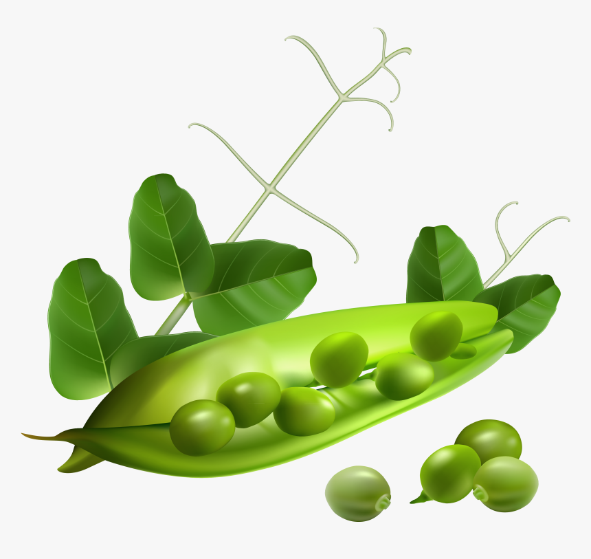 Pea Png - Transparent Background Peas Clipart, Png Download, Free Download