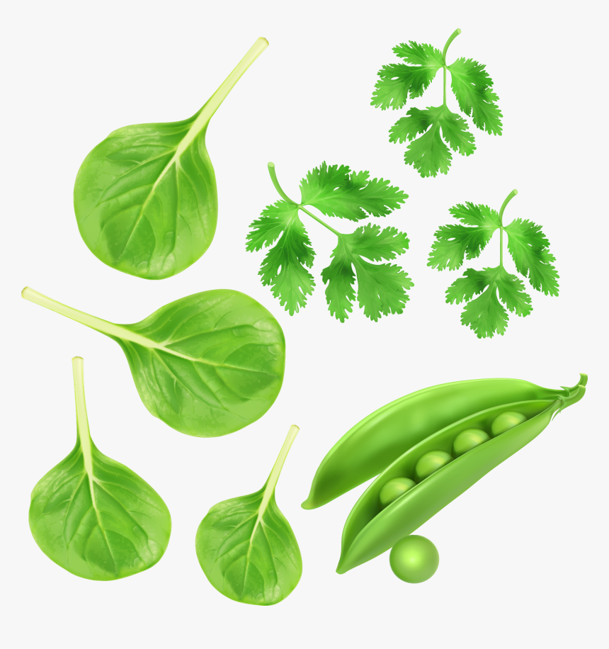Green Vegetables, Parsley Peas Vector Vegetables - Green Vegetables Clipart, HD Png Download, Free Download