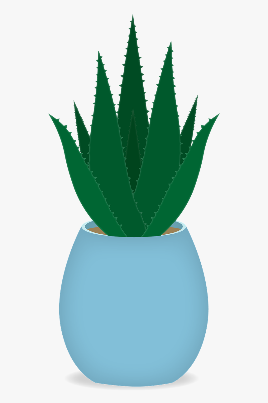 Leaf, Aloe, Aloe Vera, Vera, Nature, Plant, Herbal - Αλόη Βέρα Μπλε Αγαύη Kitrinoλουλουδι, HD Png Download, Free Download