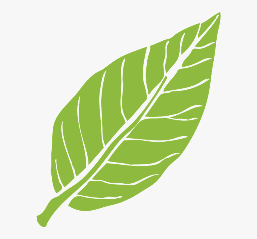 Daun Png, Transparent Png, Free Download