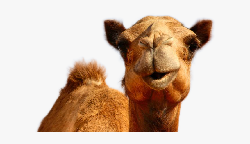 Camel Png Image - Hump Day Camel Png, Transparent Png, Free Download