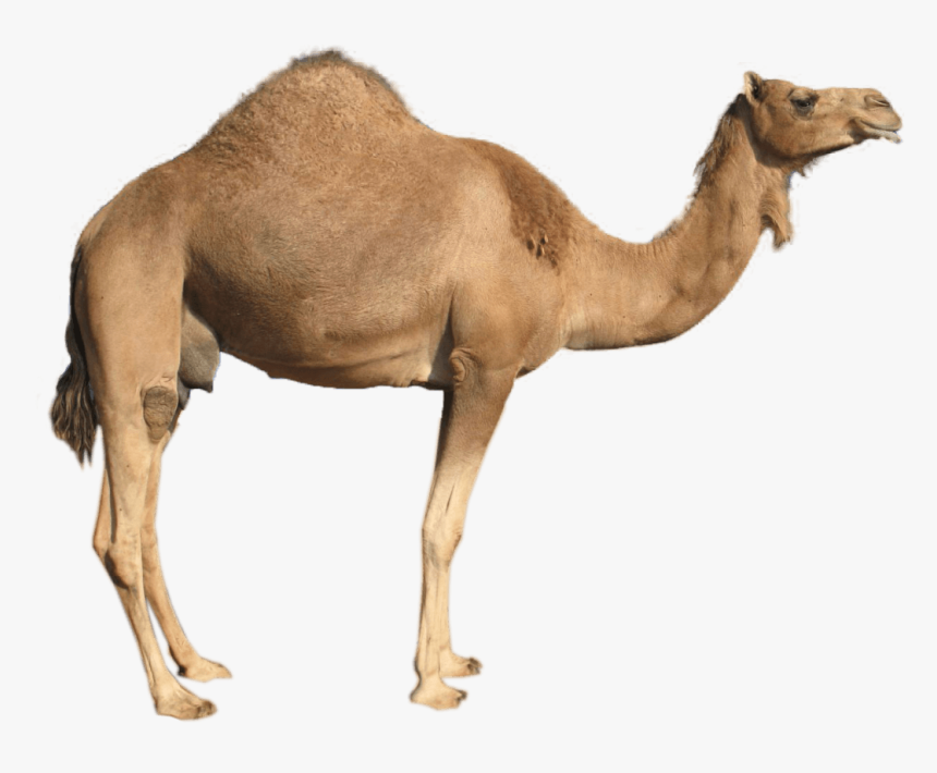 Camel Png Image - Camel Transparent Background, Png Download, Free Download