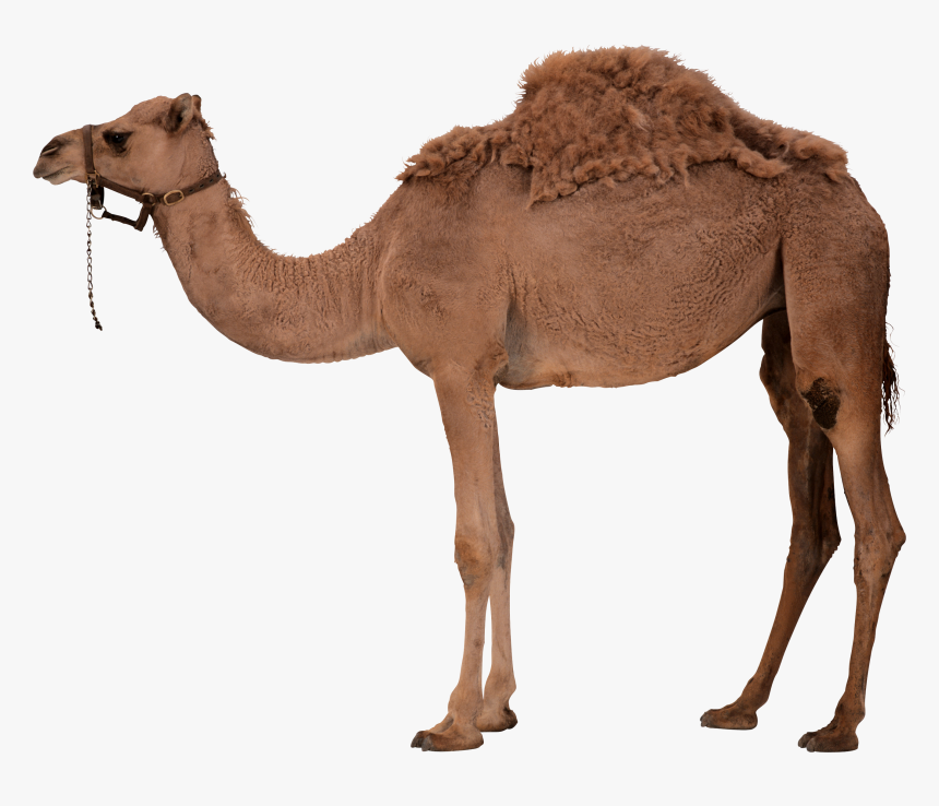 Download Camel Png - Camel Png, Transparent Png, Free Download