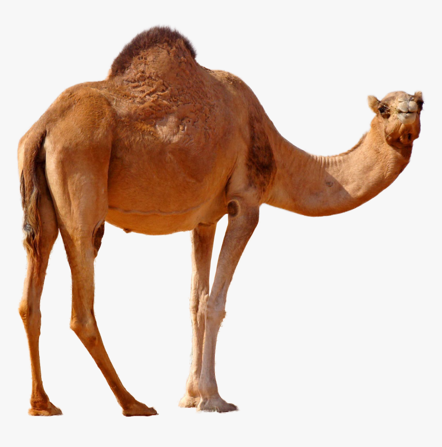 Camel Png, Transparent Png, Free Download