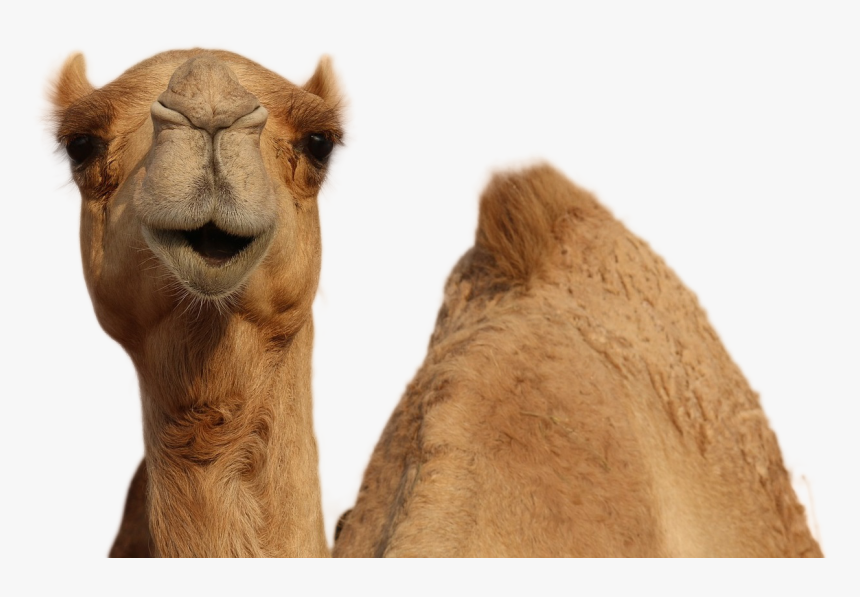 Camel Png Image - Arabian Camel, Transparent Png, Free Download