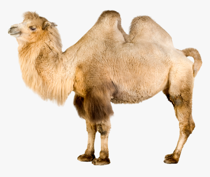 Camel Png Clip Art - Bactrian Camel White Background, Transparent Png, Free Download