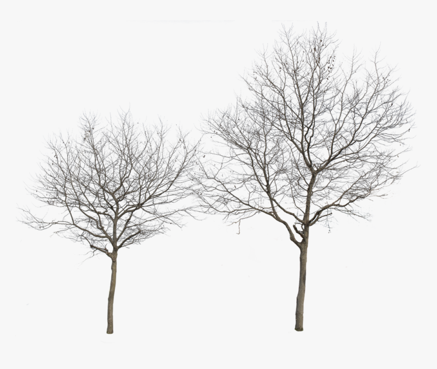 Cut Out Trees Png, Transparent Png, Free Download