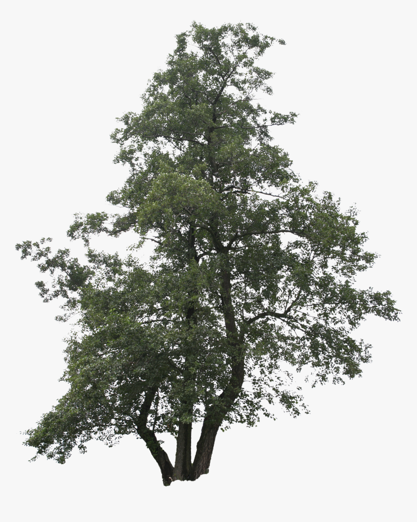 Tree Bush Png, Transparent Png, Free Download