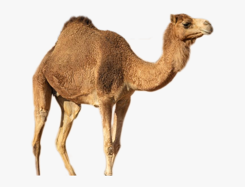 Camel Png Image - Unta Di Padang Pasir, Transparent Png, Free Download