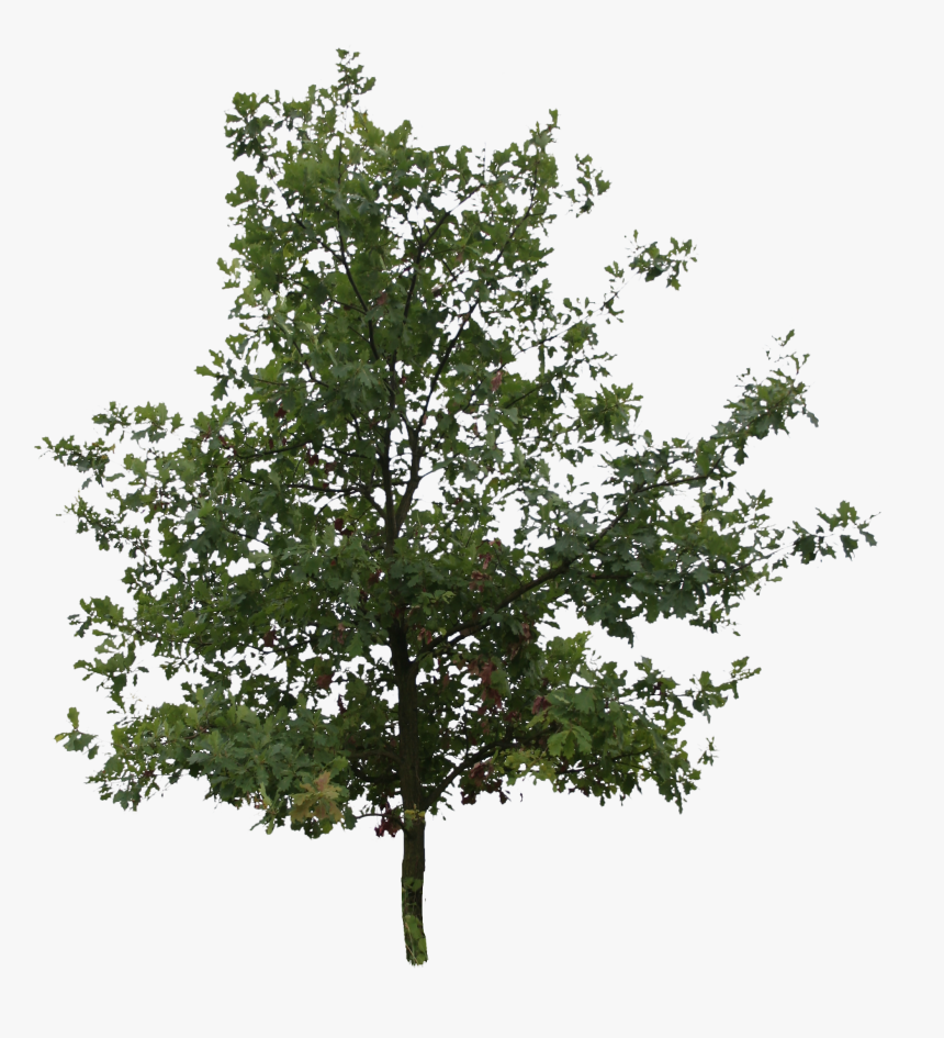 Oak Tree Png, Transparent Png, Free Download