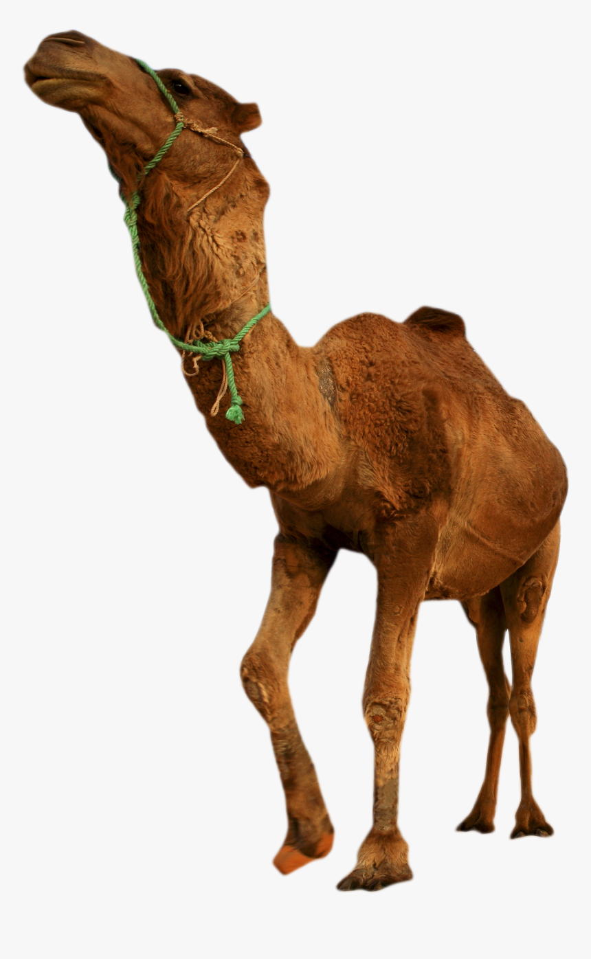 Desert Camel Standing Png Image - Desert Transparent Background, Png Download, Free Download