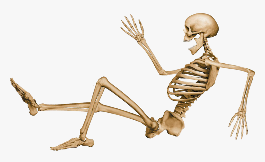 Vector Png Free Skeleton Download - Joint Action And Movements, Transparent Png, Free Download