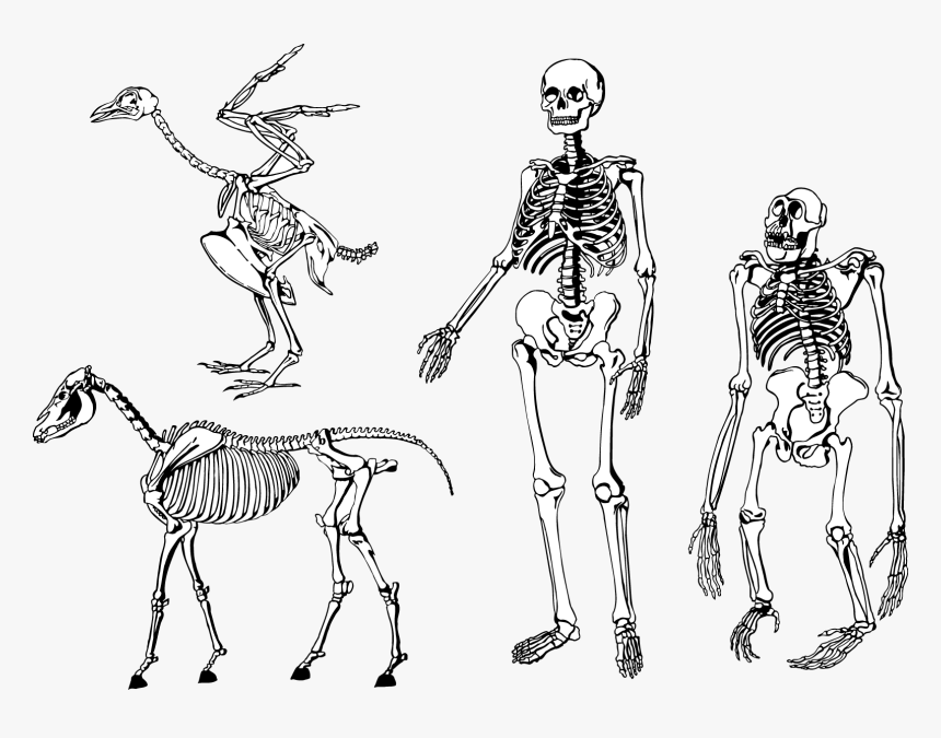 Bones Skeleton Vector Png - Human And Animal Skeleton, Transparent Png, Free Download