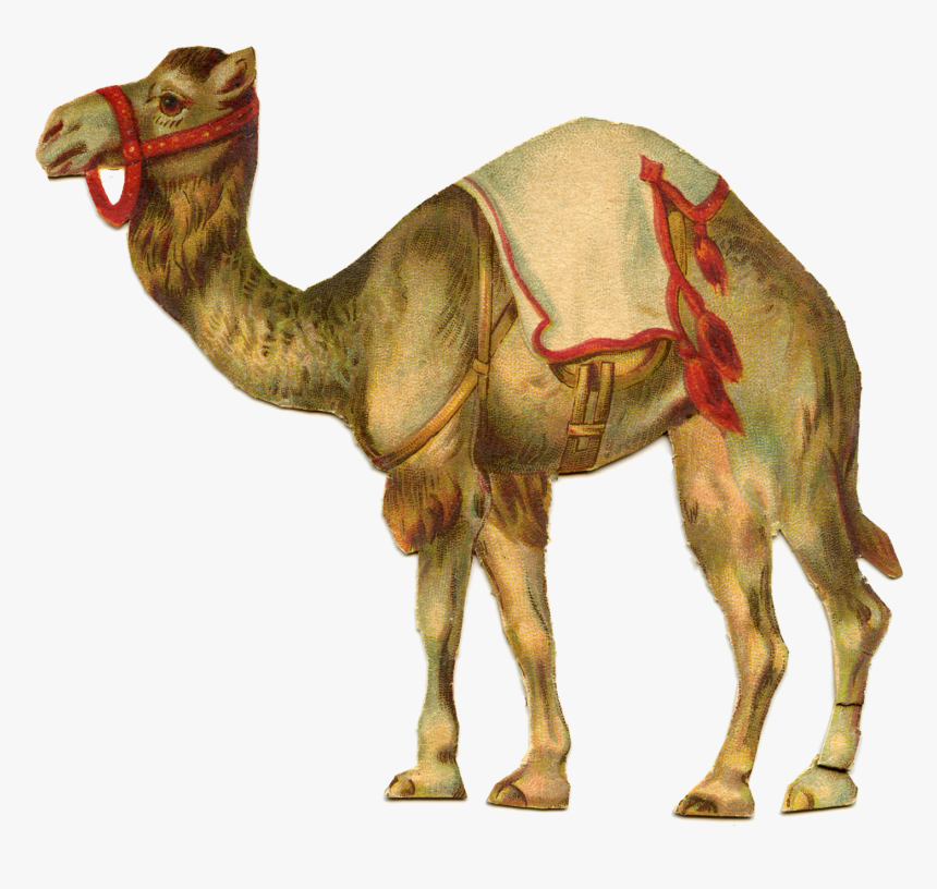 Transparent Camel Png - Vintage Circus Camel, Png Download, Free Download