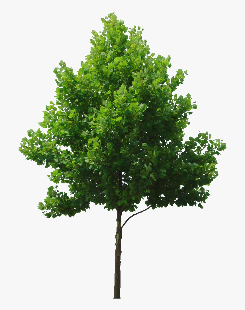 Transparent Background Tree Png, Png Download, Free Download