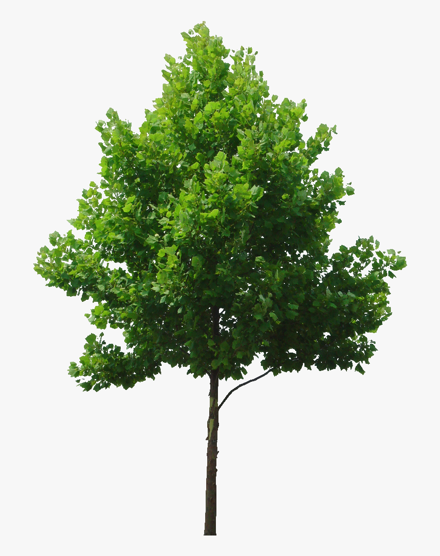 Transparent Background Tree Png, Png Download - kindpng