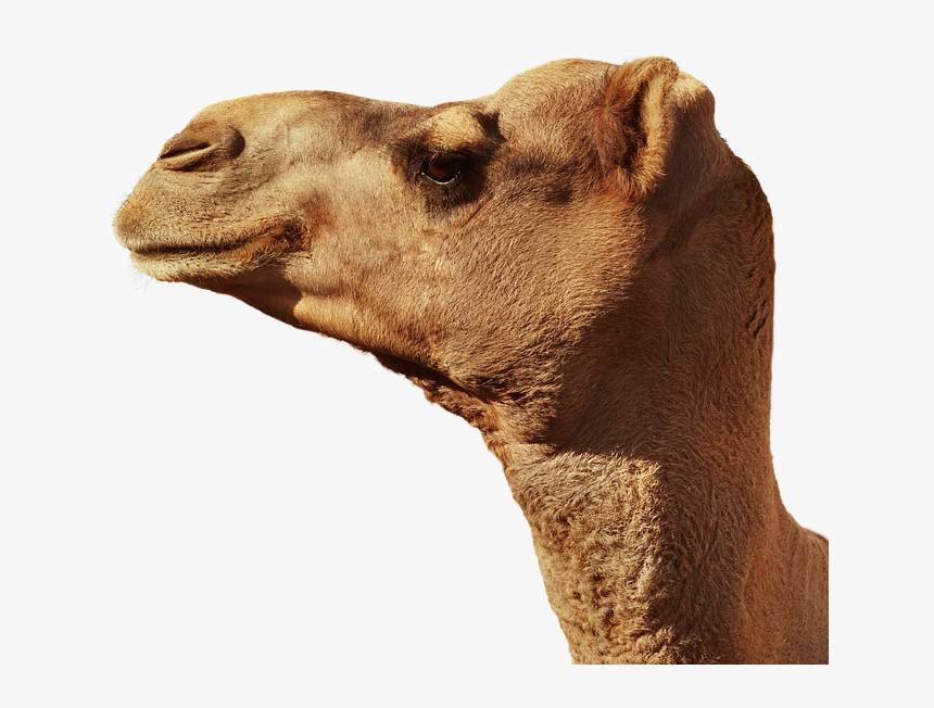 Bactrian-camel - Arabian Camel Transparent Background, HD Png Download, Free Download