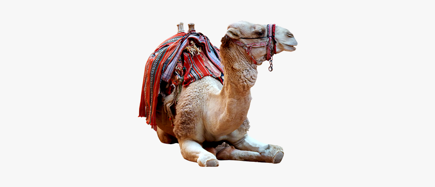 Camel Photo Png - Arabian Camel, Transparent Png, Free Download