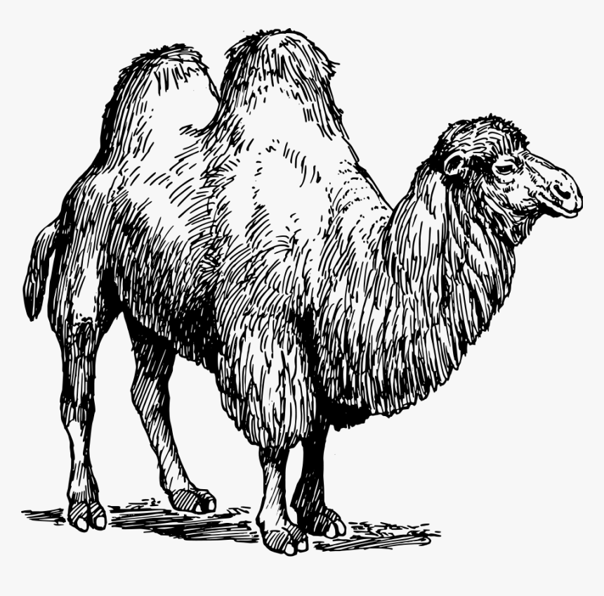 Camel Svg Clip Arts - Mammals Black And White, HD Png Download, Free Download