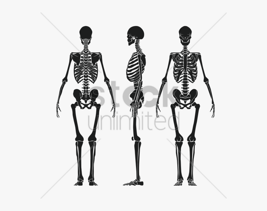 Anatomy,shoulder,line Art,human - Human Skeleton Back Vector, HD Png Download, Free Download