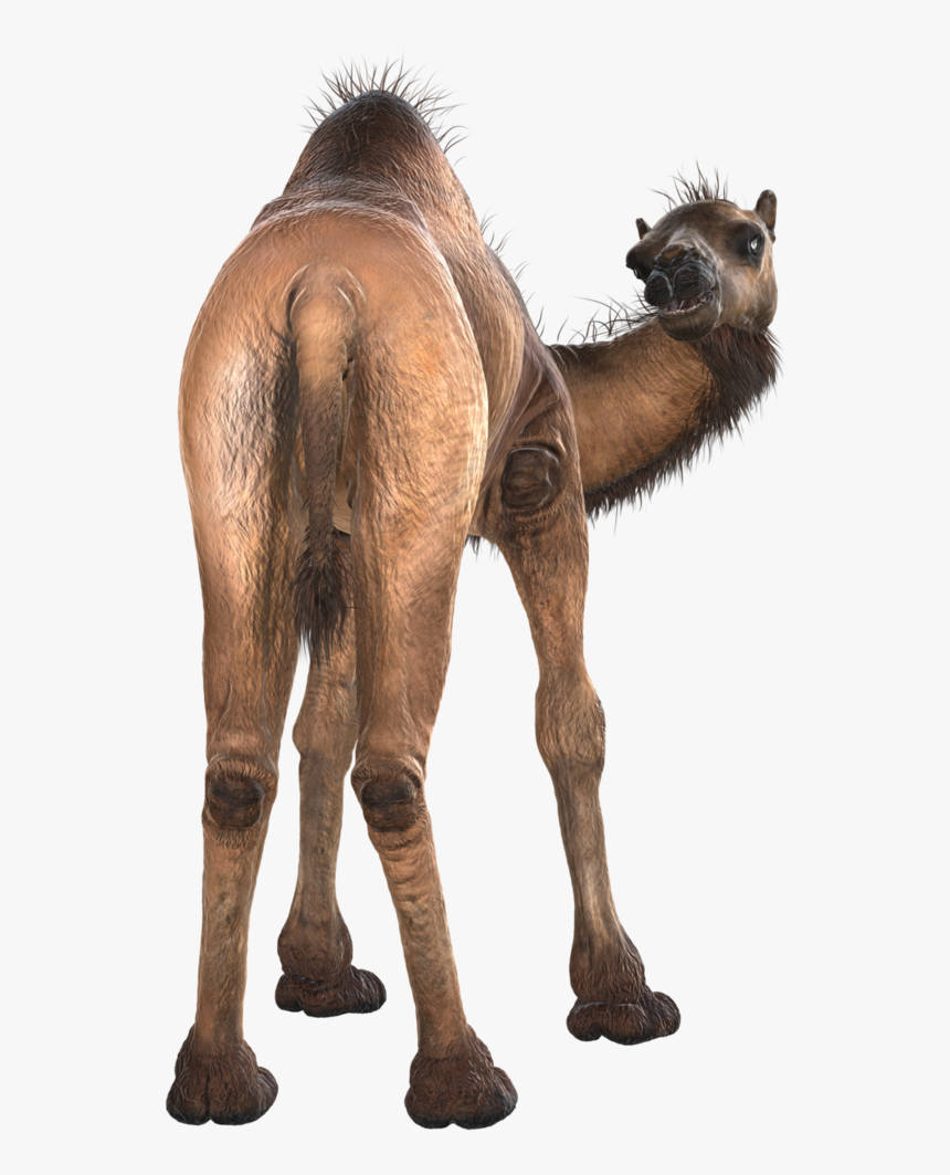 Transparent Camel Clipart Free - Camel Back Animal, HD Png Download, Free Download