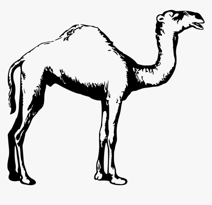 Dromedary Black And White - Outline Clipart Cartoon Camel, HD Png Download, Free Download