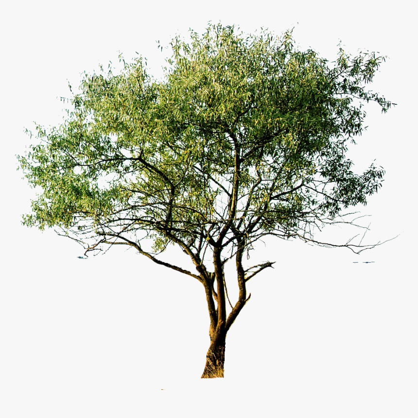 Transparent Aspen Tree Png - Hand Drawn Tree Png, Png Download, Free Download