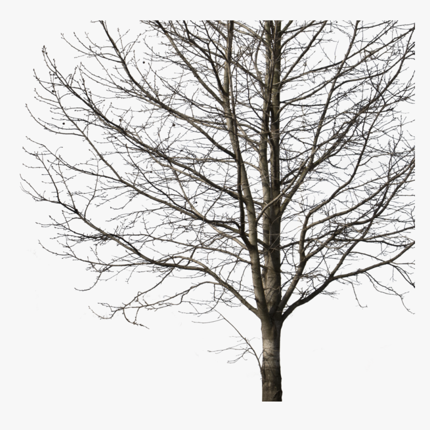 Transparent Png Winter - Tree Png Cut Out, Png Download, Free Download