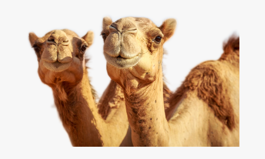 Camel Png Image - Wool Giving Animals With Names, Transparent Png, Free Download