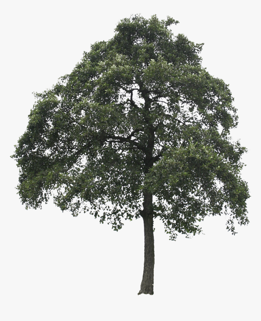 Tree Cut Out Png, Transparent Png, Free Download