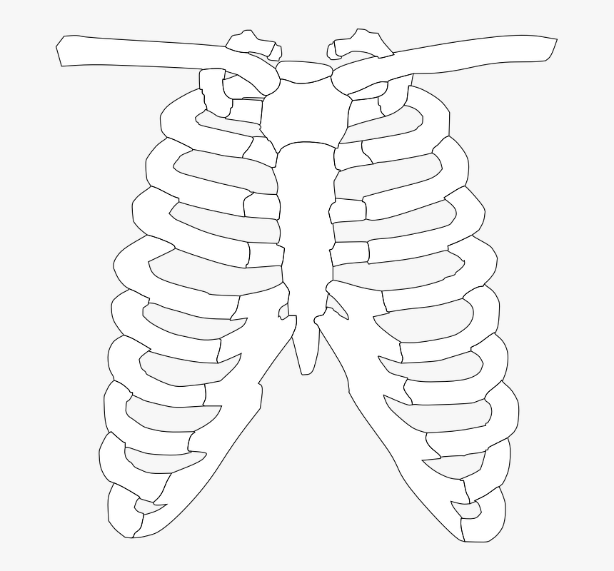 Rib Cage Png - Clipart Of X Ray, Transparent Png, Free Download