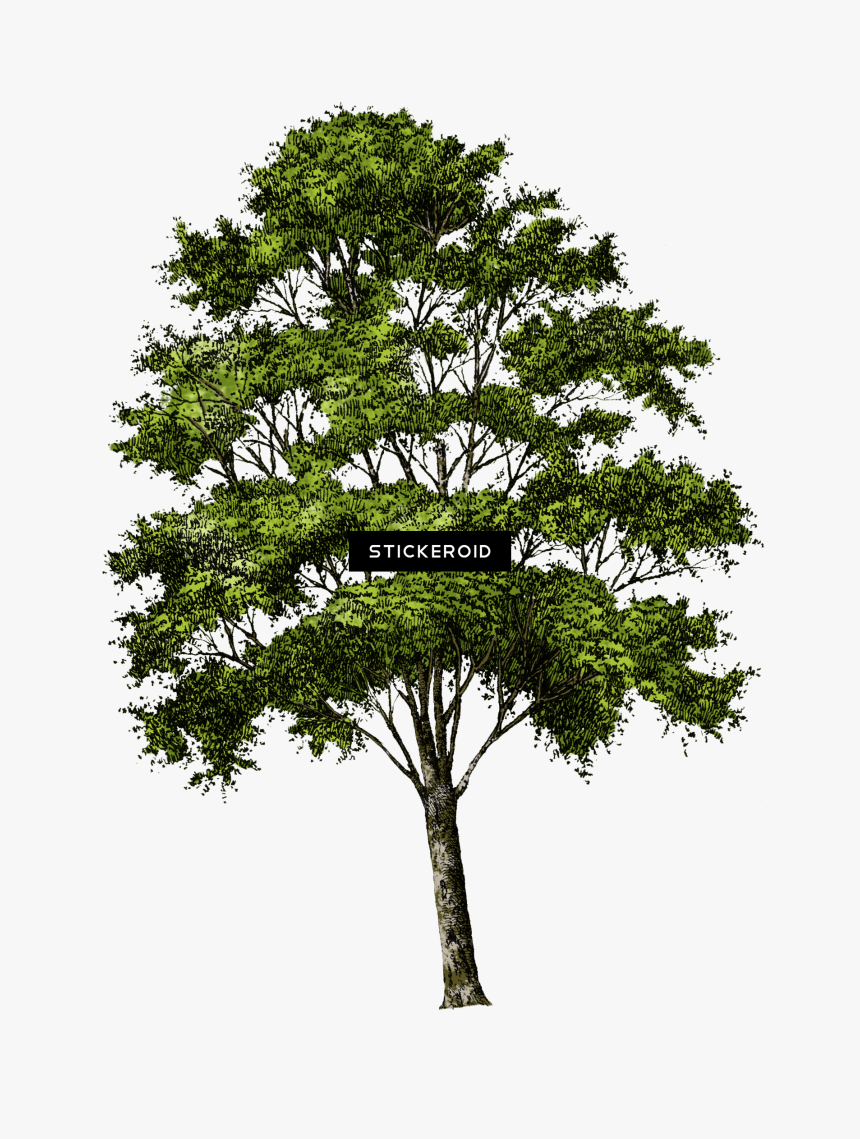 Trees - Transparent Background Tree Png, Png Download, Free Download