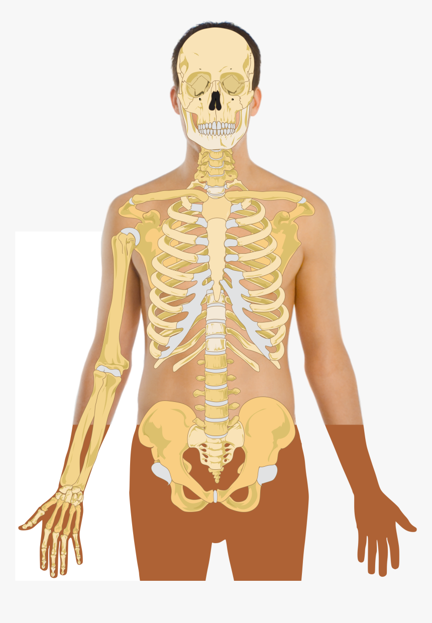 Human Anatomy Vector - Body Template With Skeleton, HD Png Download, Free Download