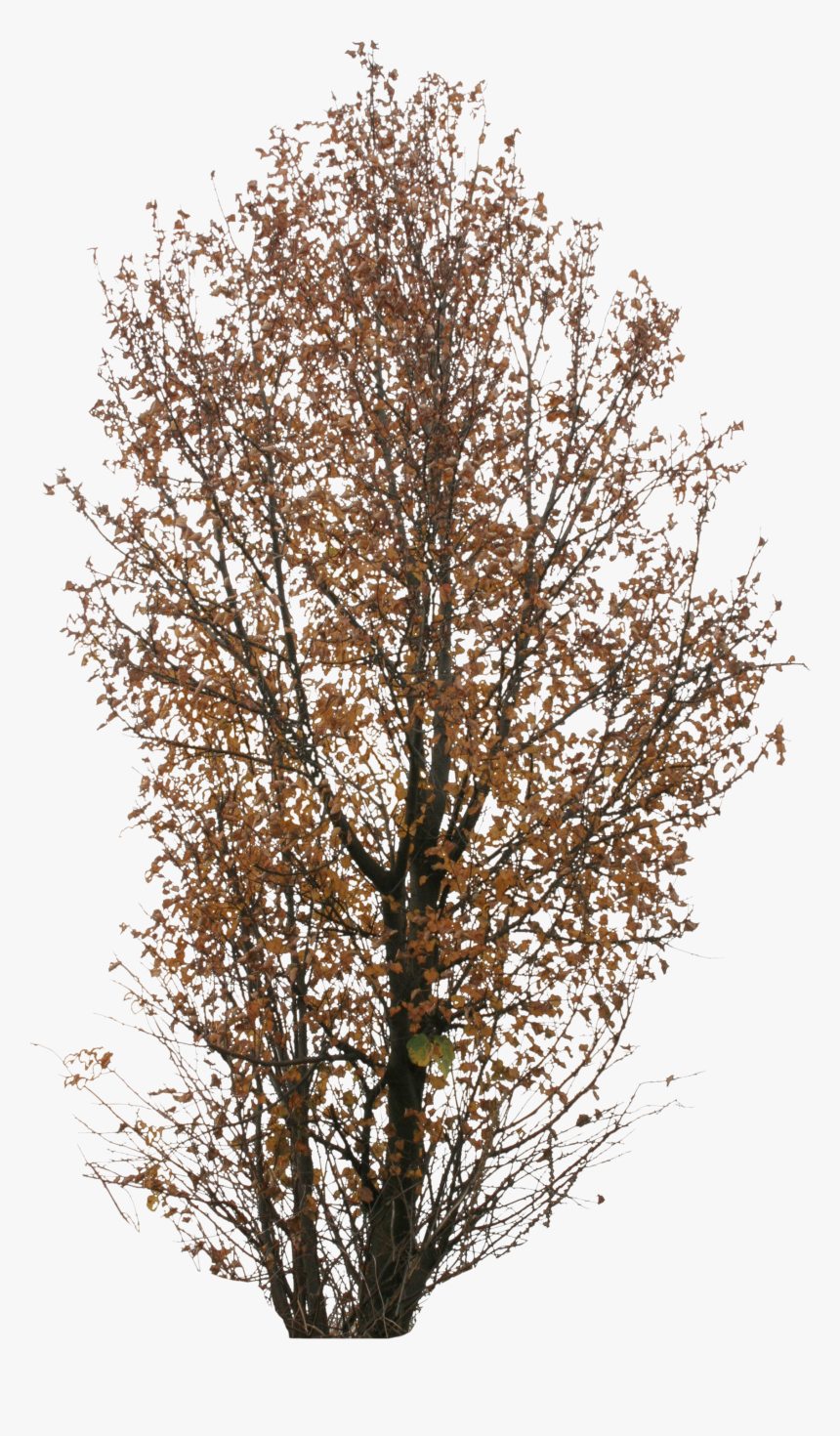 Autumn Tree Png, Transparent Png, Free Download