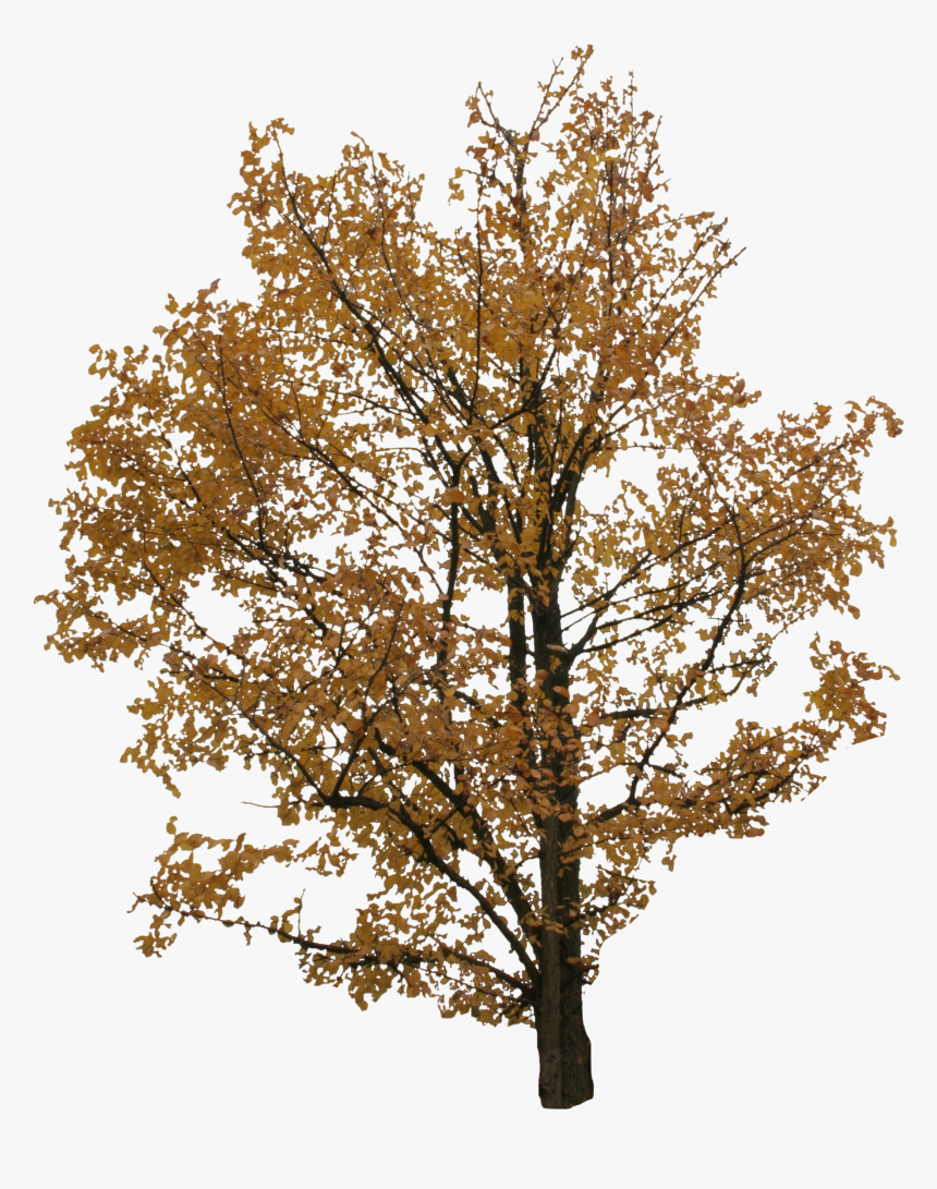 Transparent Autumn Tree Png, Png Download, Free Download