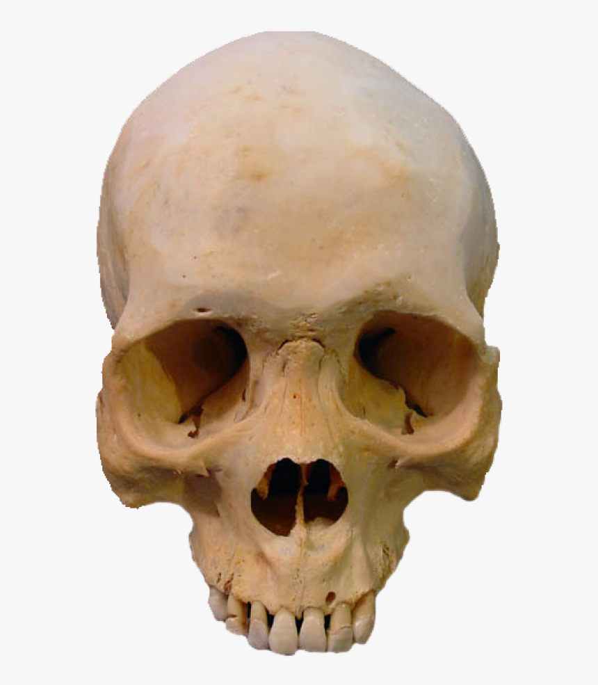 Skeleton Png Free Download - Real Human Skull Png, Transparent Png, Free Download