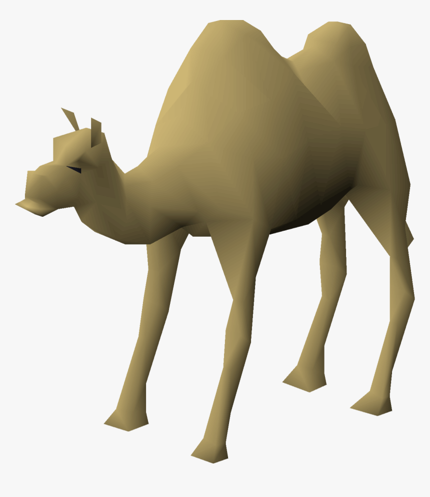 Arabian Camel, HD Png Download, Free Download