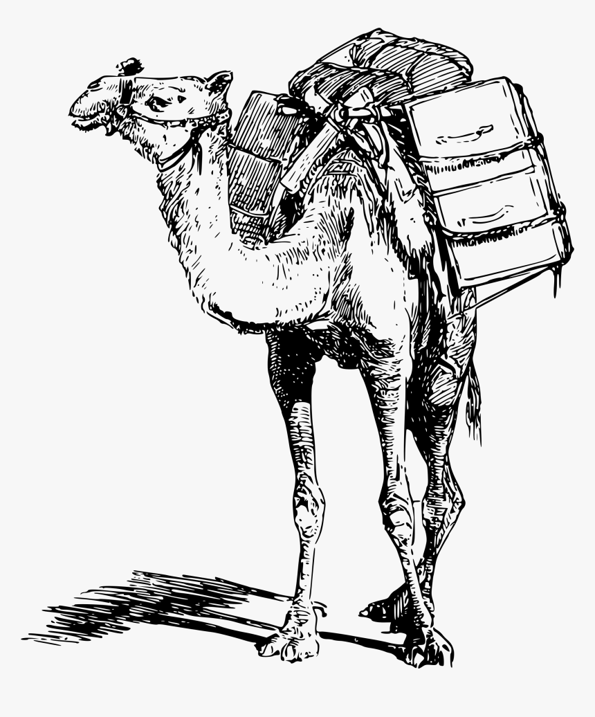 Camel Sketch Png, Transparent Png, Free Download