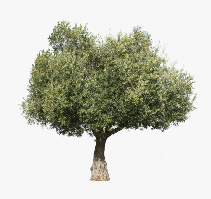 Olea Europaea Iii - Olive Tree Cut Out, HD Png Download, Free Download