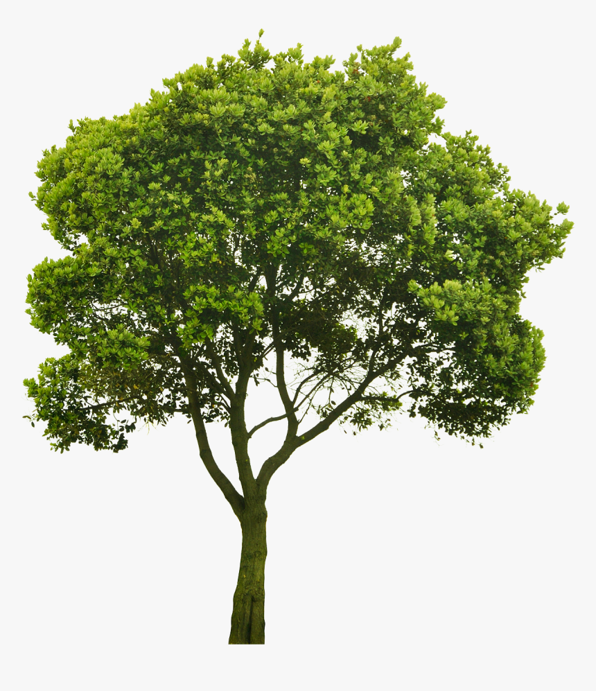 Cutout Tree Png Pinterest - Trees Photoshop Png, Transparent Png, Free Download