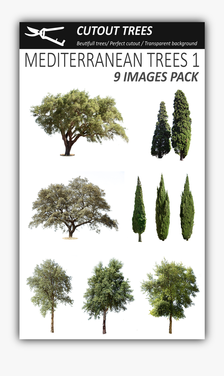 Pin By Cutout Trees On Mediterranean Trees Png - Pine Trees Of The Mediterranean, Transparent Png, Free Download