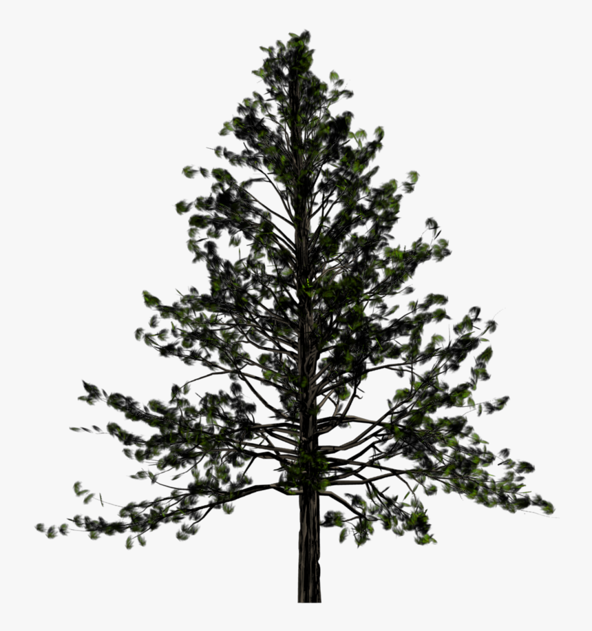 Fir-tree Free Download Png - Pine Tree Transparent Background, Png Download, Free Download