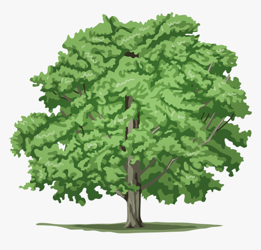 Cutout Drawing Tree - 5 Pictures Of Different Trees, HD Png Download, Free Download