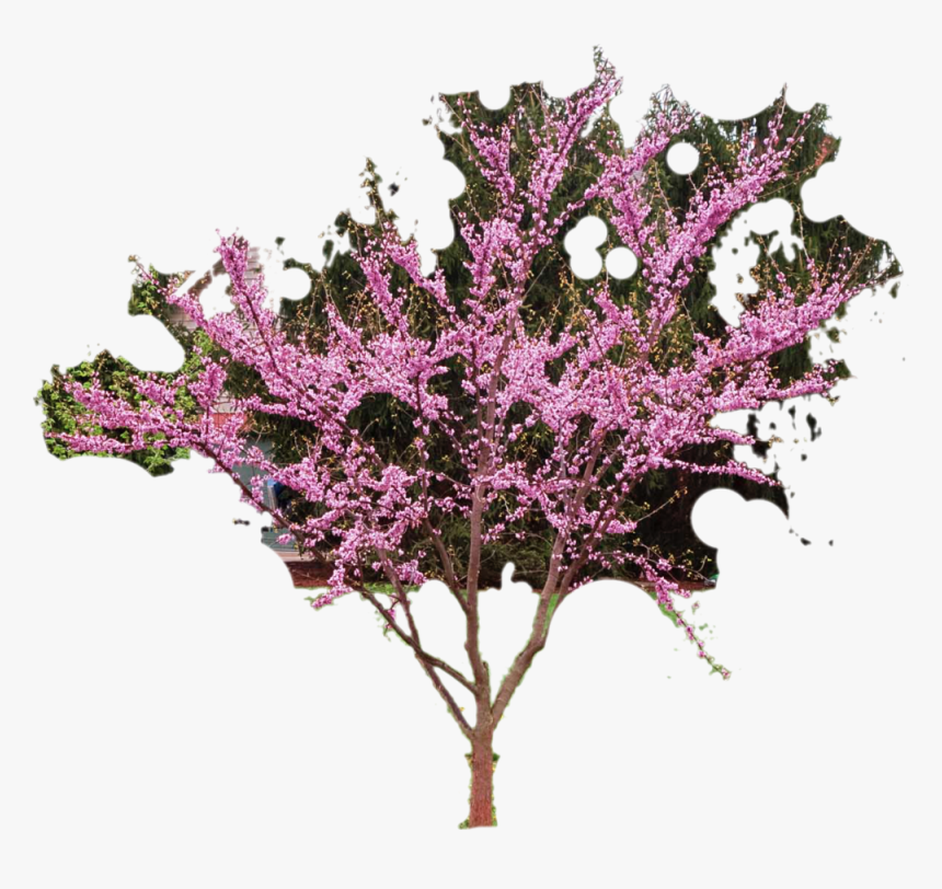 Redbud-cutout - Artificial Flower, HD Png Download, Free Download