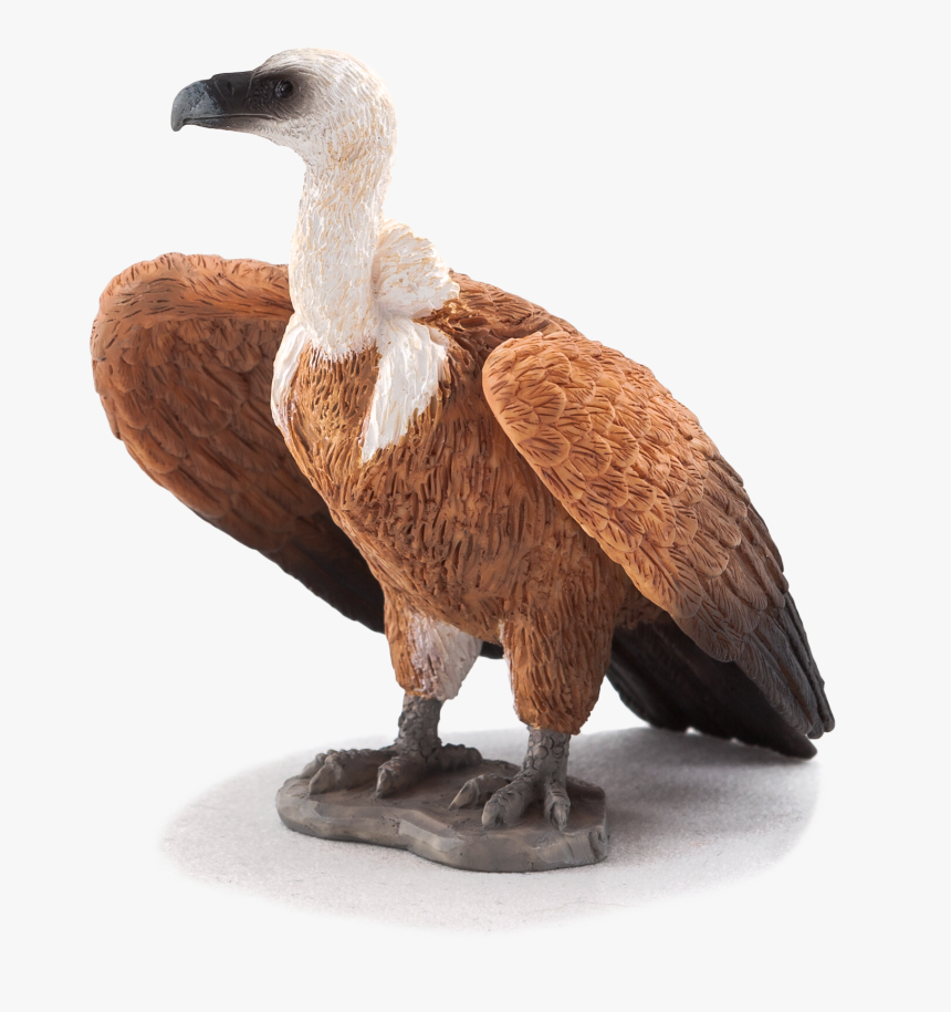 Transparent Animal Planet Png - Transparent Png Png Griffon Vulture, Png Download, Free Download