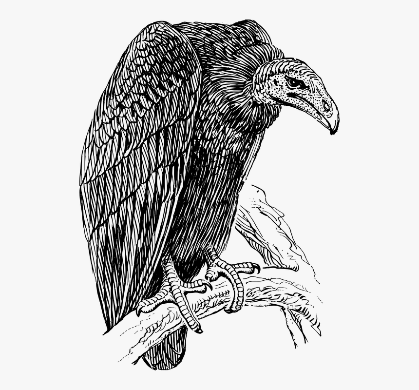 Vulture, Scavenger, Carrion Eater, Bird, Animal - Vector Vulture, HD Png Download, Free Download