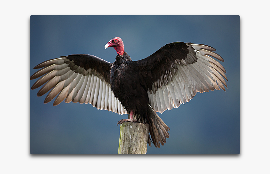 Turkey Vulture - Eye Igun, HD Png Download, Free Download