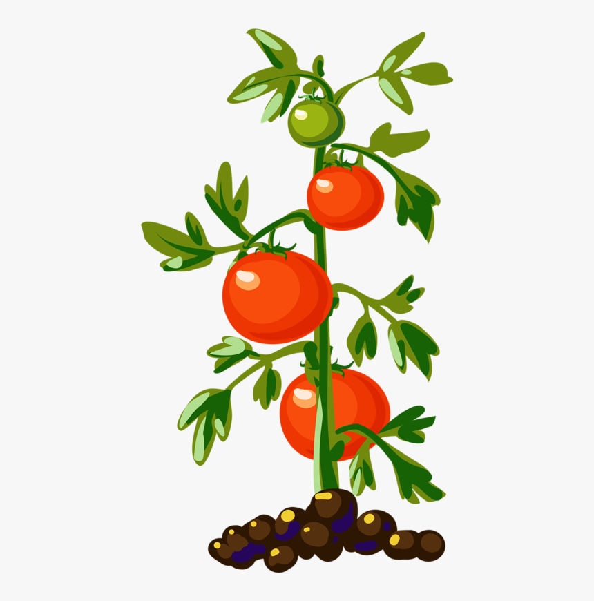 No Tomatoes Small Clipart - Vegetable Plants Clip Art, HD Png Download, Free Download