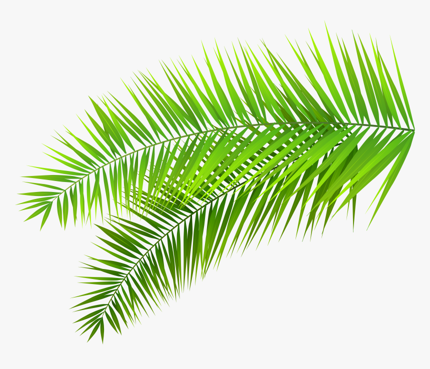 Hd Fern Clipart Foliage - Palm Leaf Transparent Background, HD Png Download, Free Download
