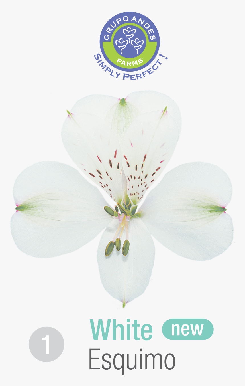 Alstroemeria Variedad Esquimo Grupo Andes Farms, HD Png Download, Free Download